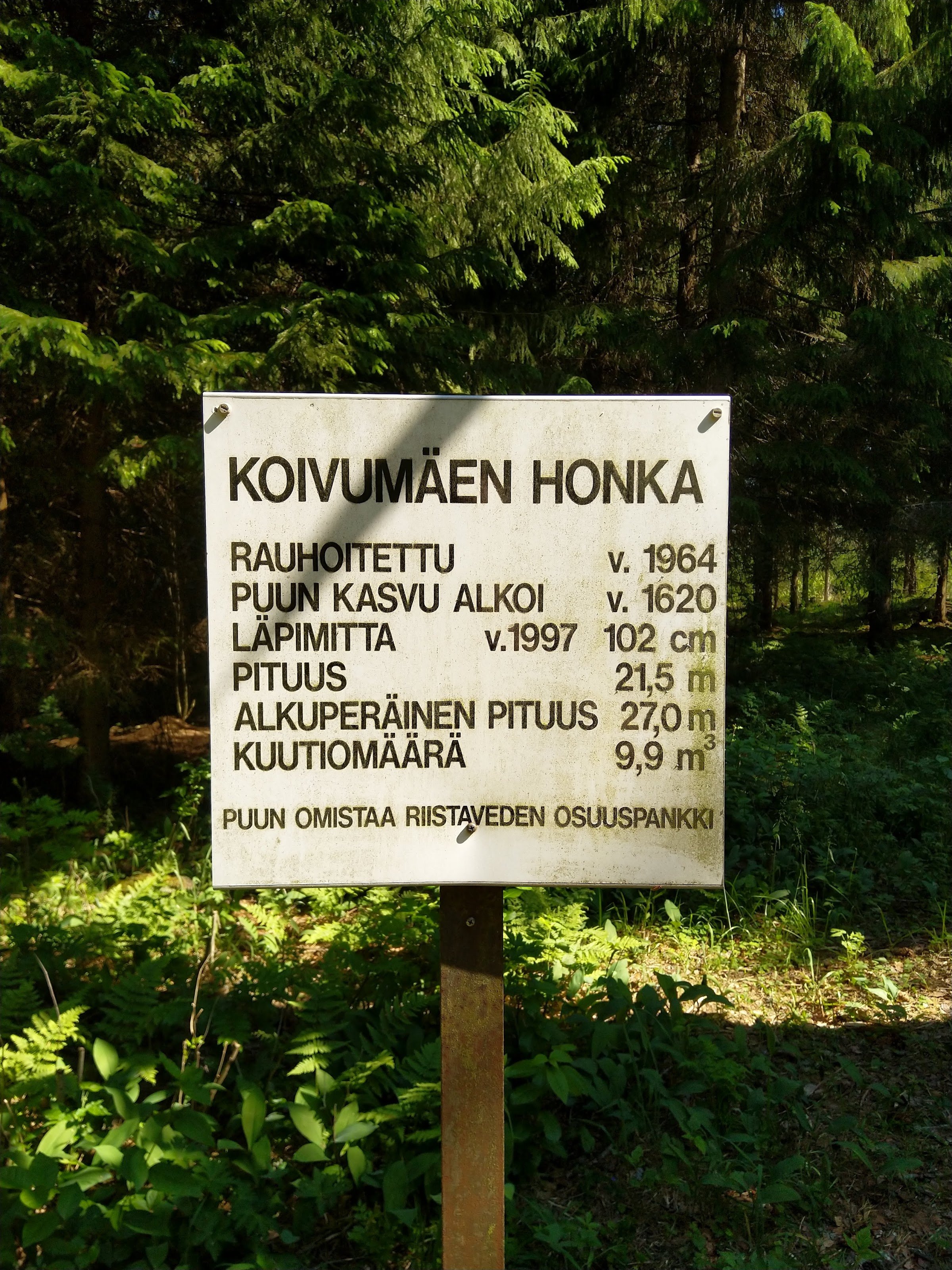 Koivumäki Pine (nearly 400-year-old pine)